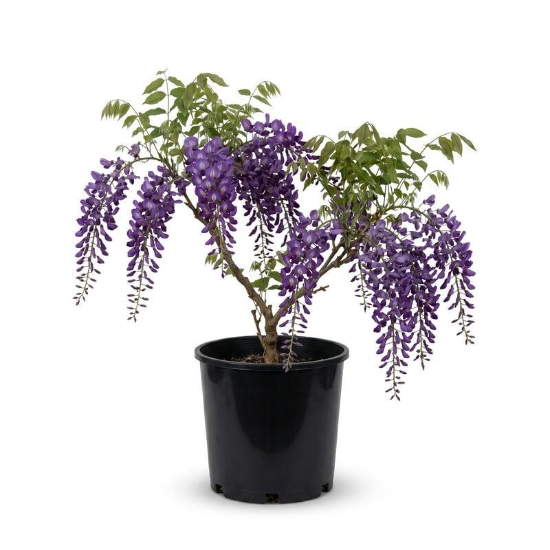 oxalis zimmerpflanze 10 bulbs main image 0