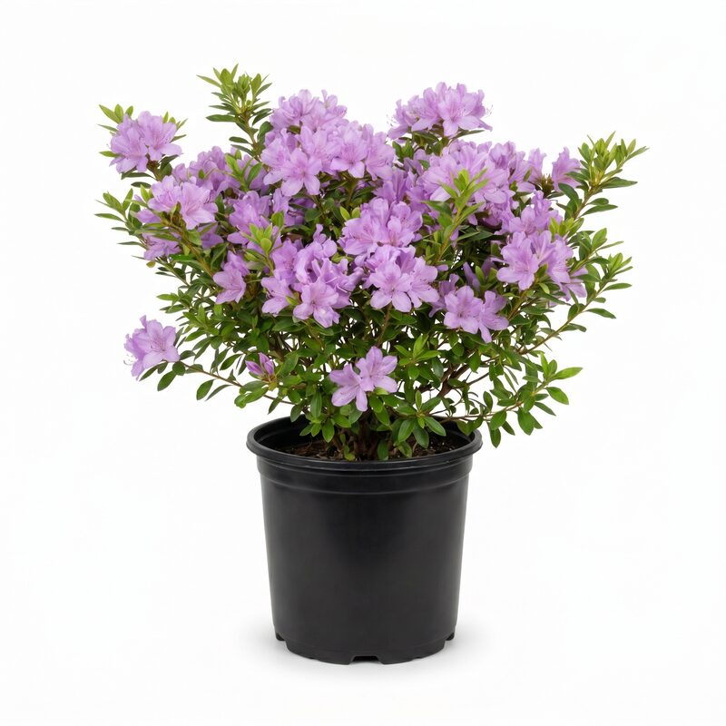 Floramore&reg; Azalea 'Lavender' image