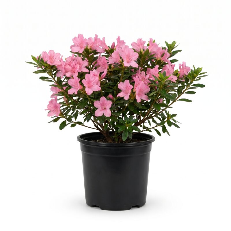 Floramore&reg; Azalea 'Pink' image