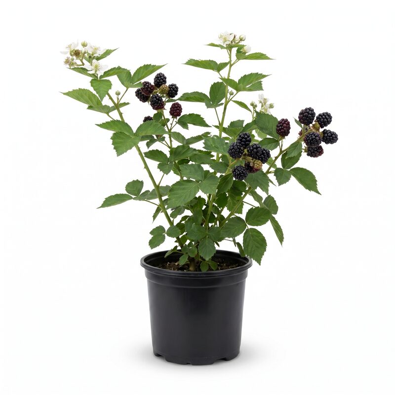 Ch Blackberry Thornless Freedom image