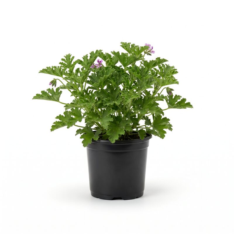 Citronella Mosquito Plant image