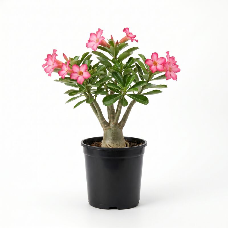 'Desert Rose'   -  Indoor Plant image