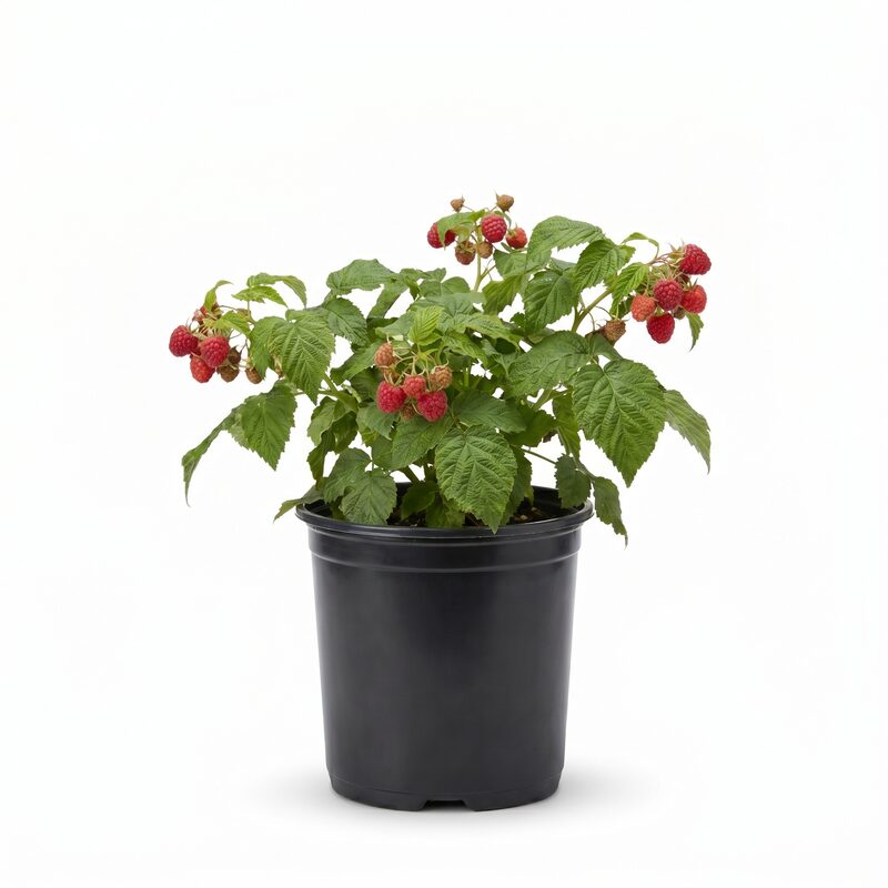 Bushel And Berry&reg; Raspberry ' Shortcakes' image