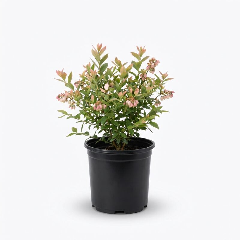 Bushel And Berry&reg; Blueberry 'Pink Icing' image