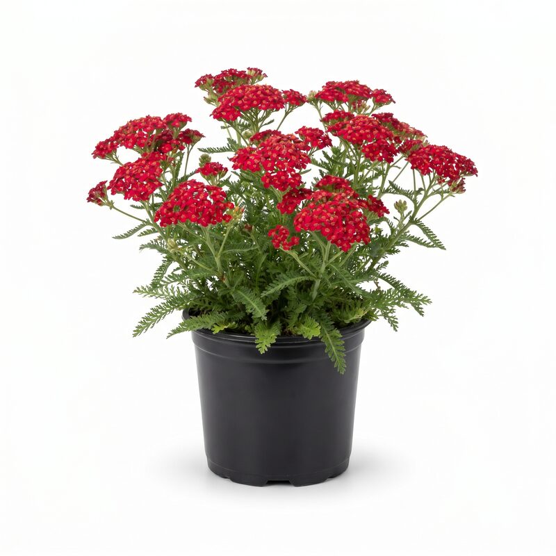 Achillea Desert Eve&trade; Collection image