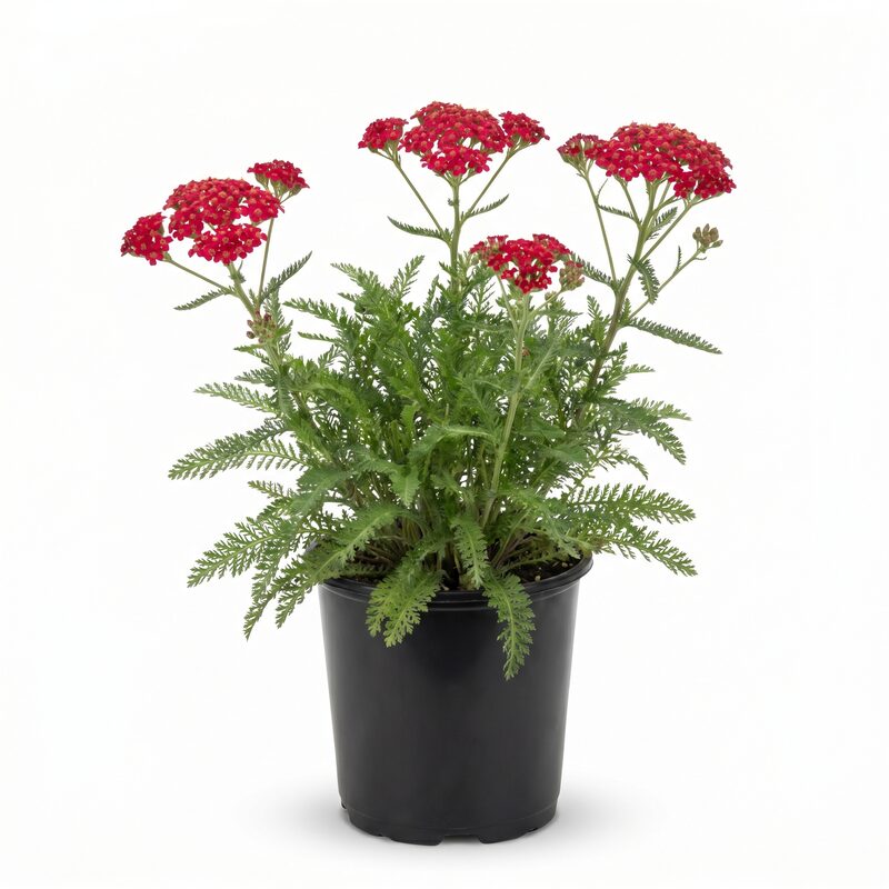 Achillea Desert Eve&trade; Red image