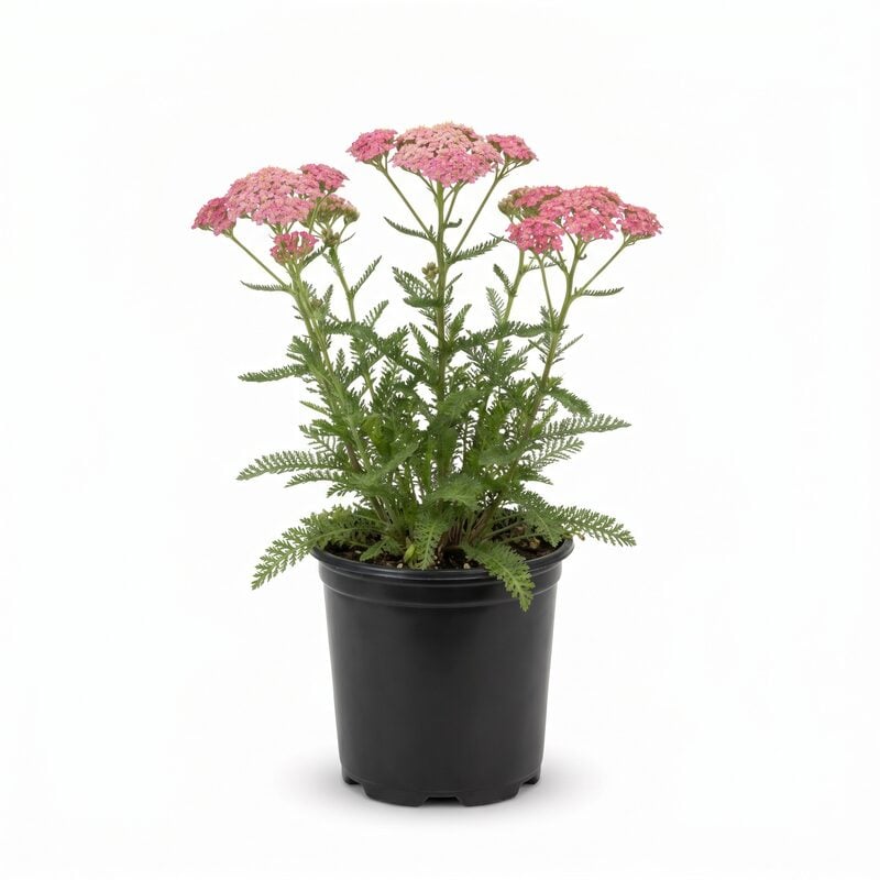 Achillea Desert Eve&trade; Rose image