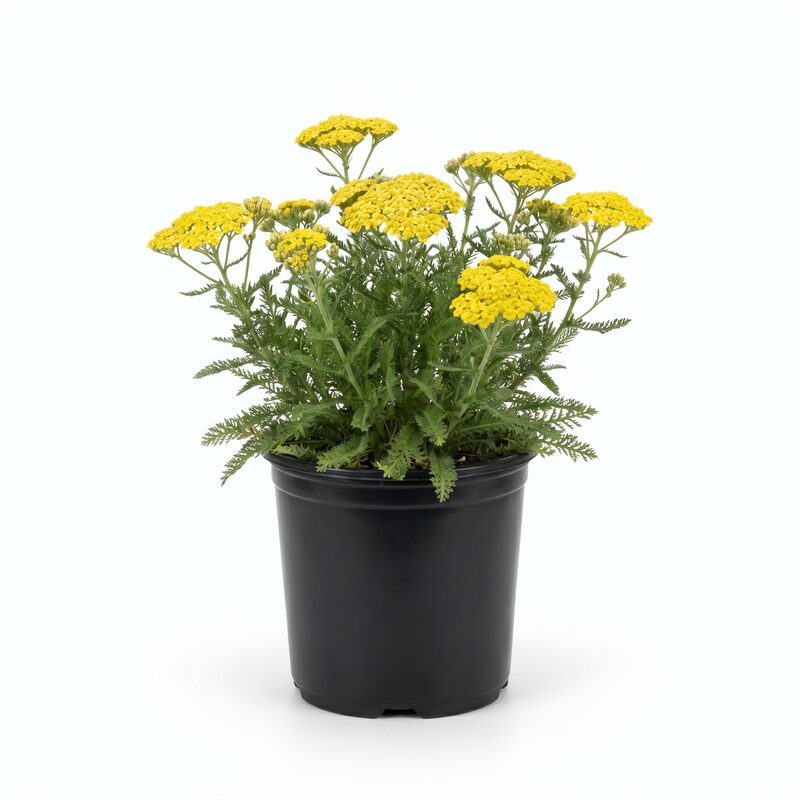 Achillea Desert Eve&trade; Yellow image