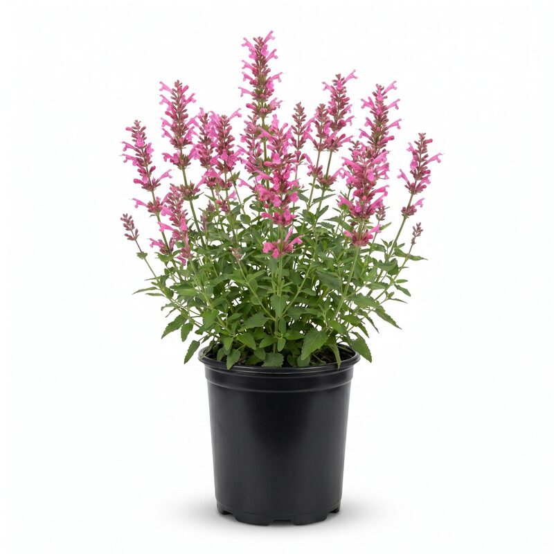 Agastache, Hummingbird  Collection image