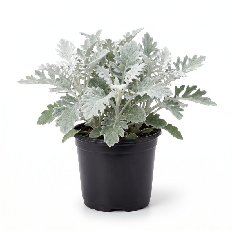 Dusty Miller "silver Swirl' image