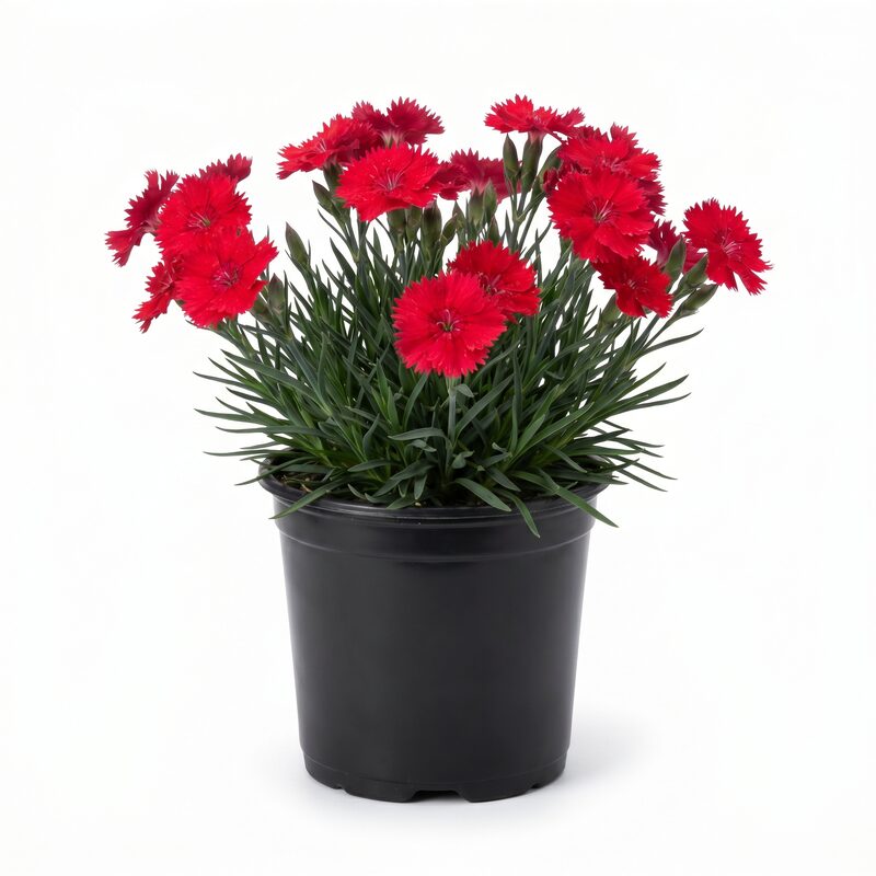 Dianthus, Red Fire Dianthus image