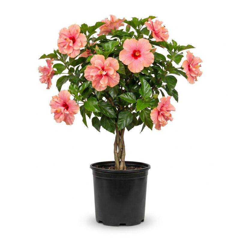 Hibiscus, Pink Lemonade Braided Hibiscus Tree image