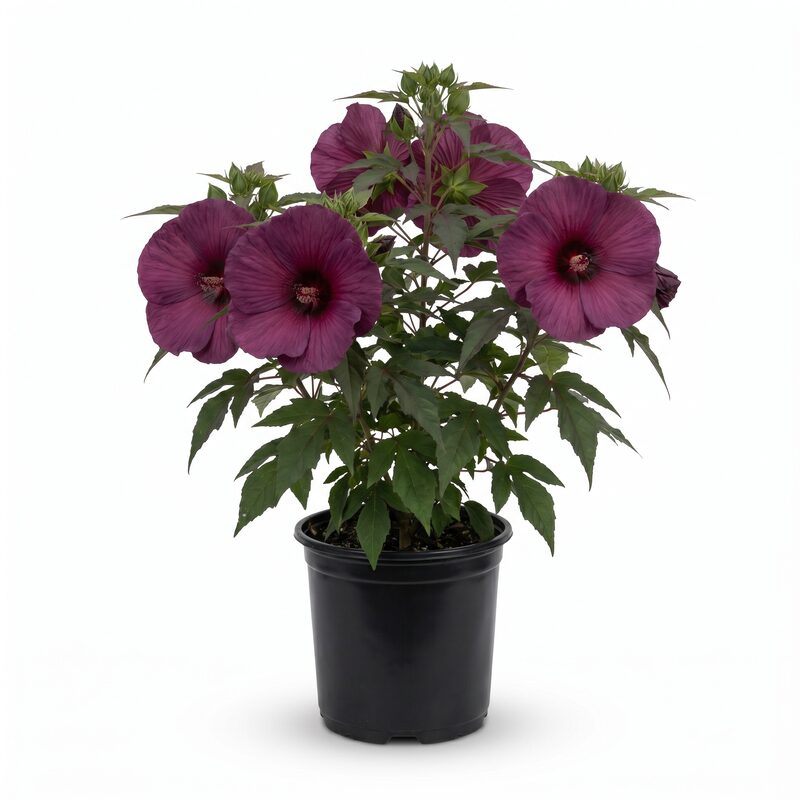 Hardy Hibiscus Collection image