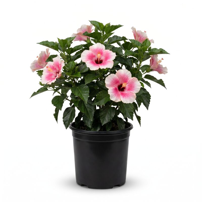 Giant Hibiscus Duo image
