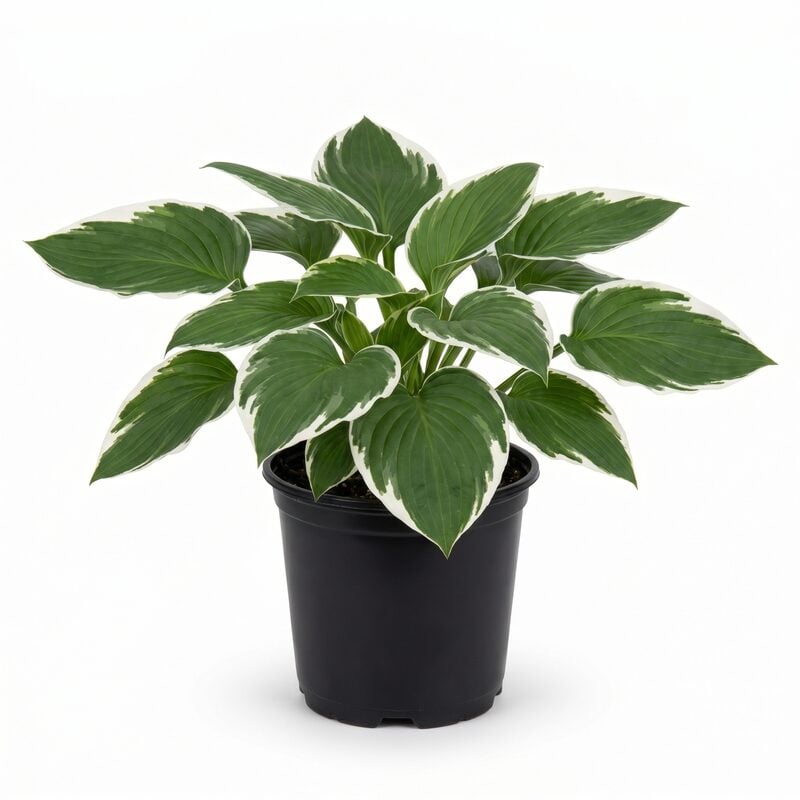 Hosta Francee image