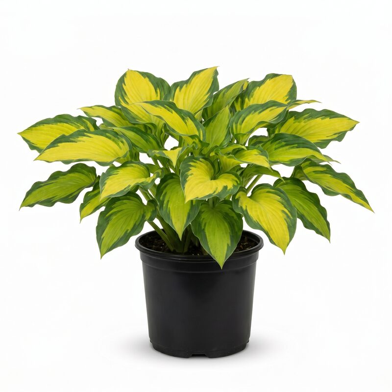 Hosta Gold Standard image