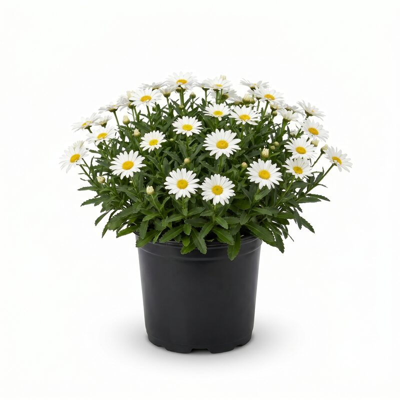 Leucanthemum, Carpet Angel&reg; Shasta Daisies image