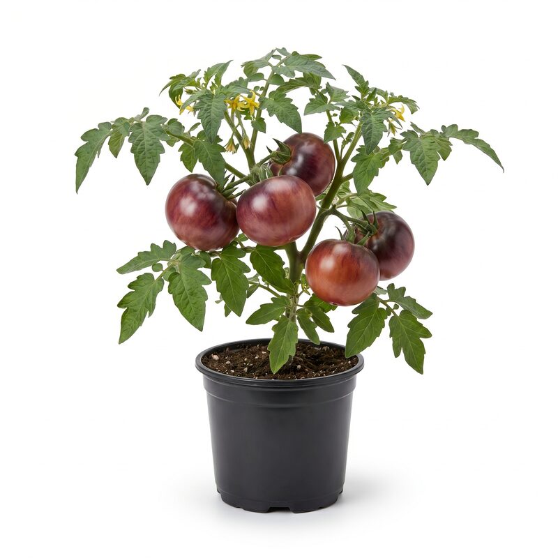 Tomato Chef'S Choice Purple image