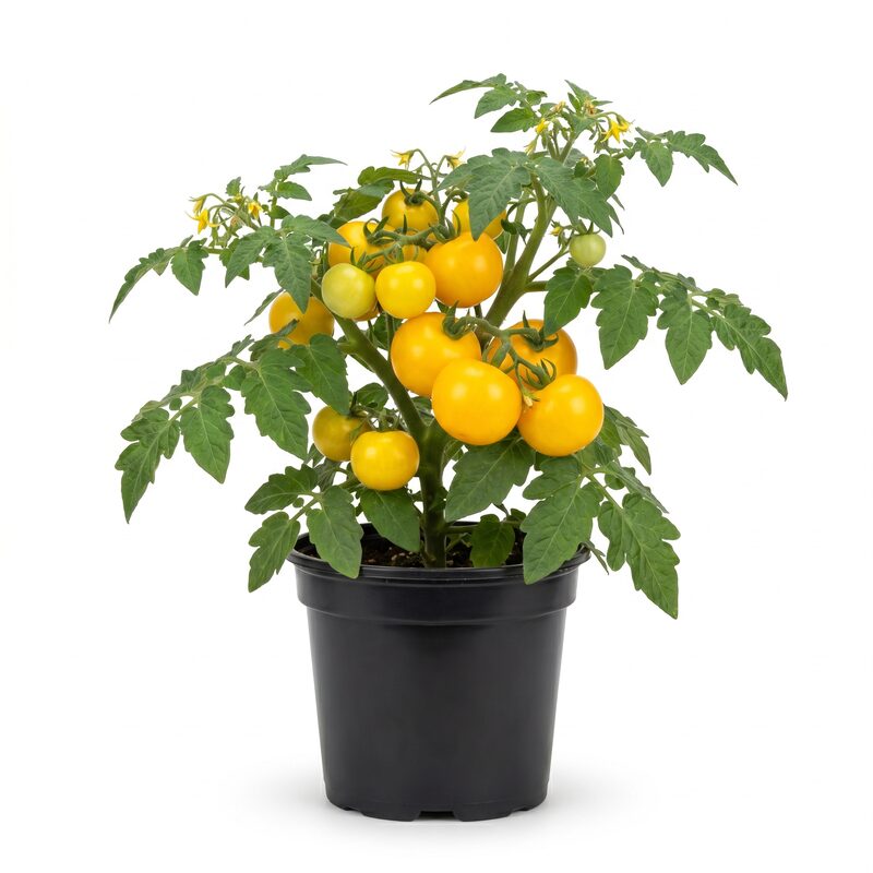 Tomato Chef'S Choice Yellow image