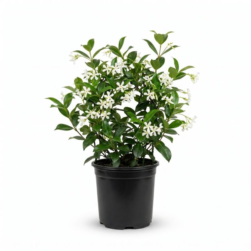 Trachelospermum, Star Jasmine image