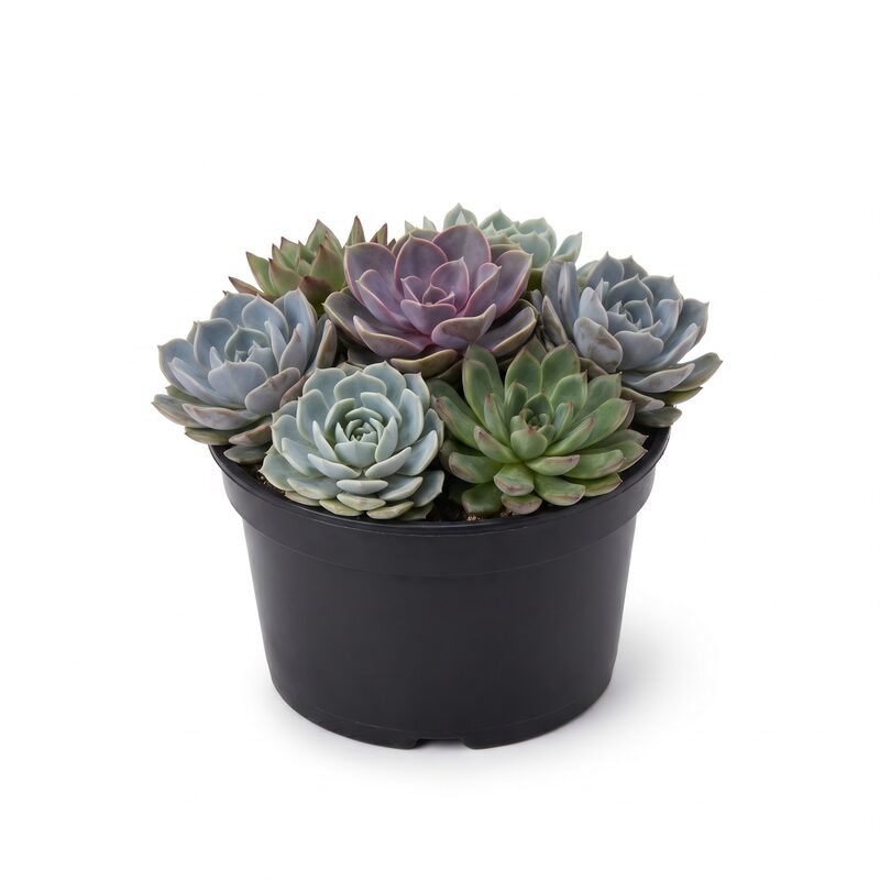 Small Dish Succulent Garden image