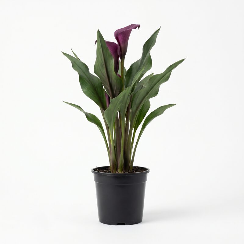 Calla Lily Purple Grow Kit image