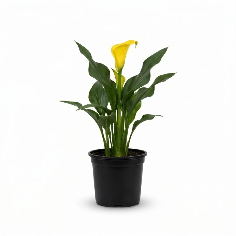 Calla Lily Yellow Grow Kit image