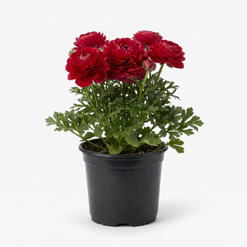 Peony Red Bulb Kit image