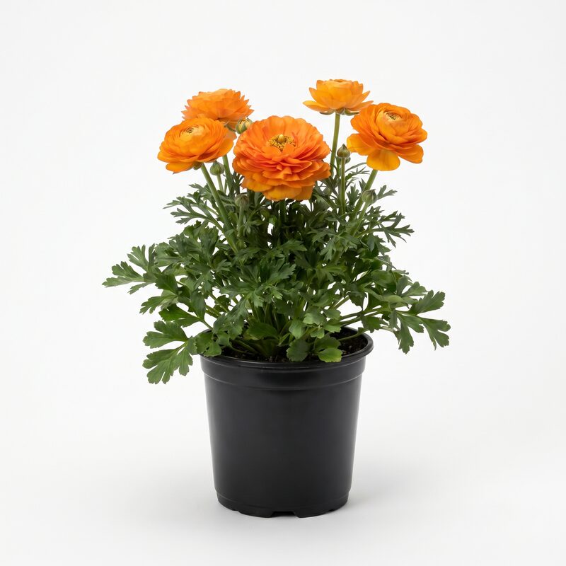 Peony Orange Bulb Kit image