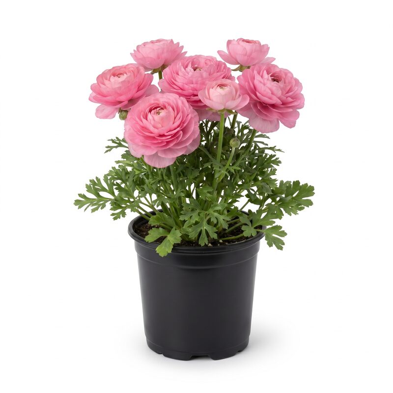 Peony Pink Bulb Kit image