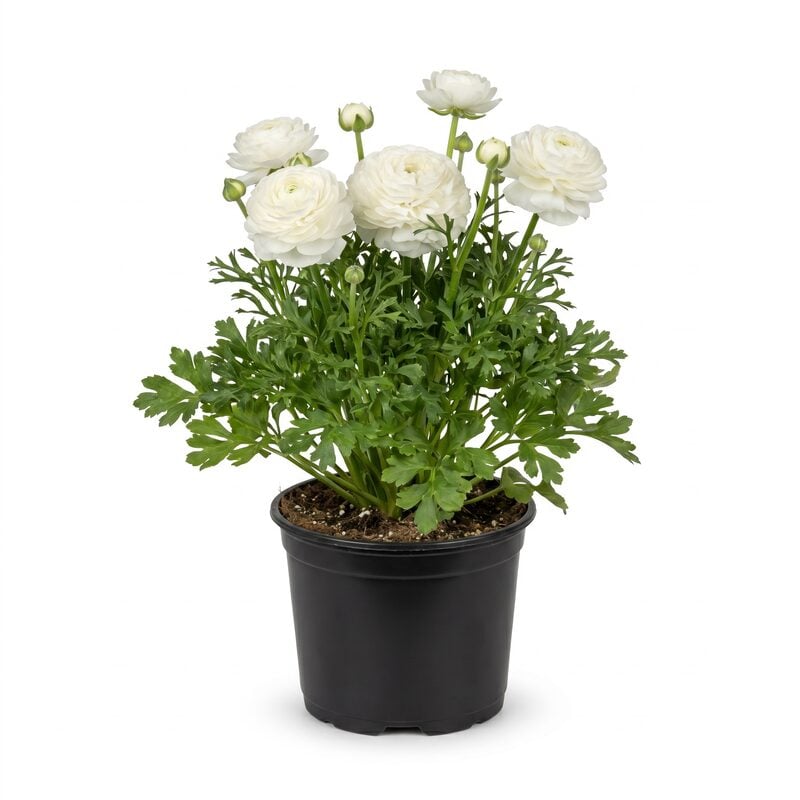 Peony White Bulb Kit image