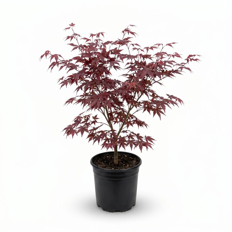 Japanese Maple Emperor image