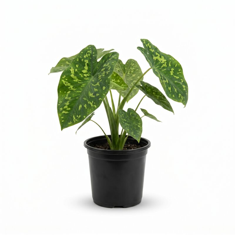 Alocasia Hilo Beauty image