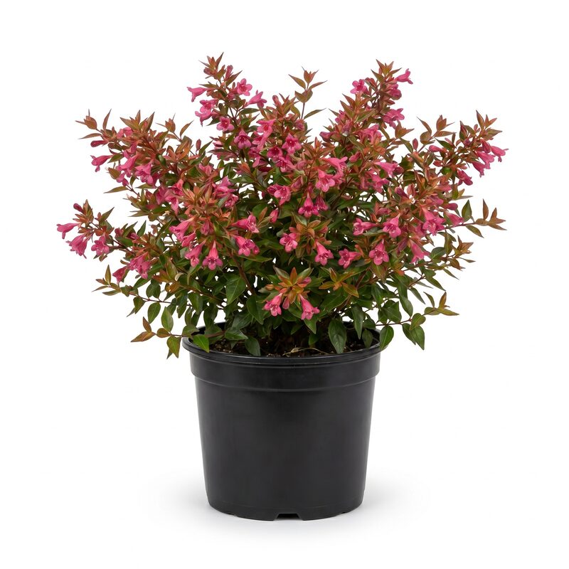 Abelia Raspberry Perfection image