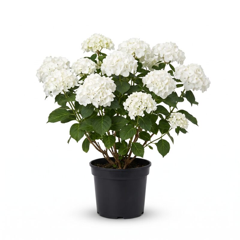 Hydrangea Garden Party image