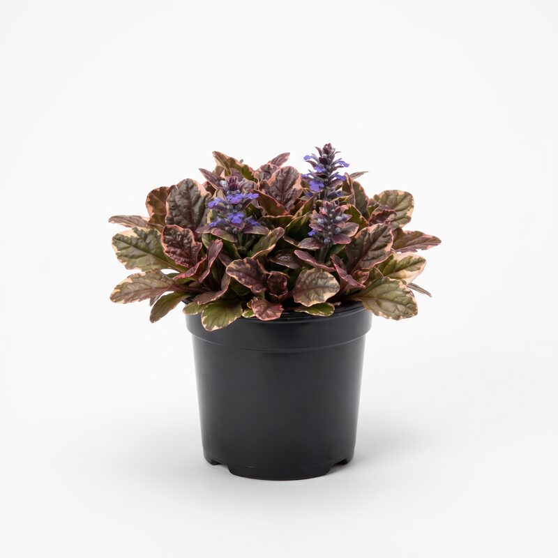 Ajuga Brugundy Glow image