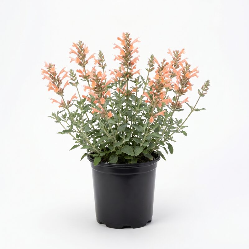 Agastache Peachie Keen image