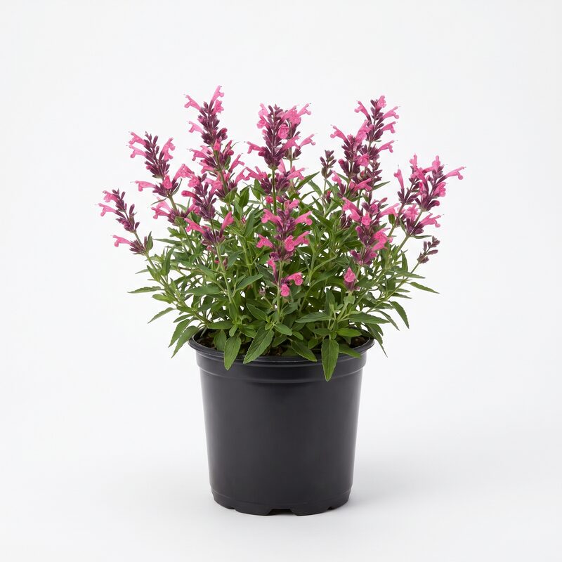 Agastache Collection image