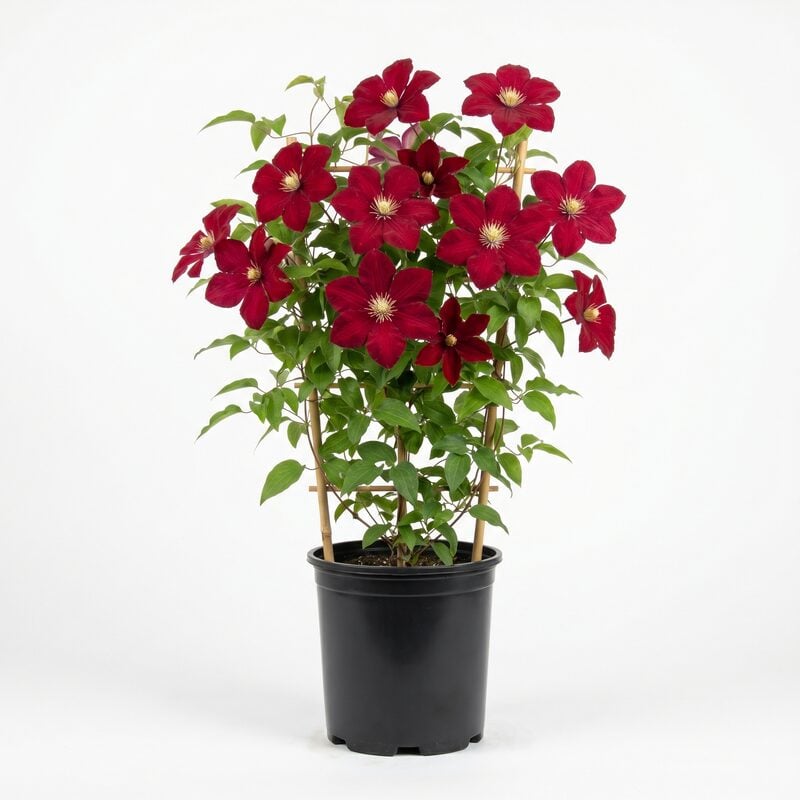 Clematis, 'Rouge Cardinal' image