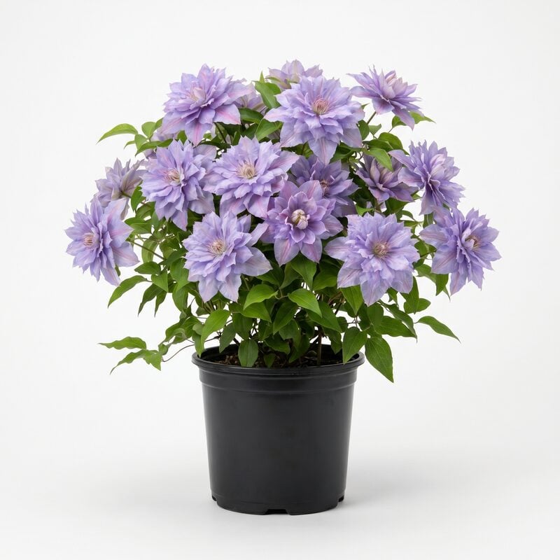 Clematis, Vancouver&trade; 'Sea Breeze' image