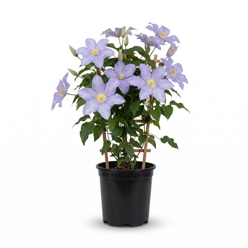 Clematis Collection image