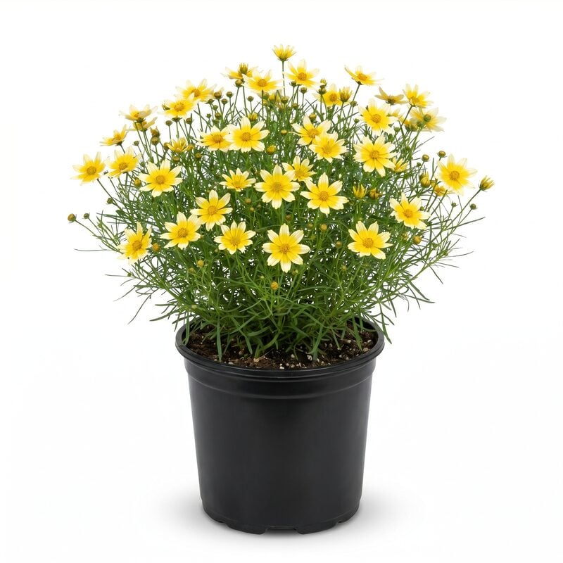 Coreopsis Li'L Bang&trade; 'Starlight' image