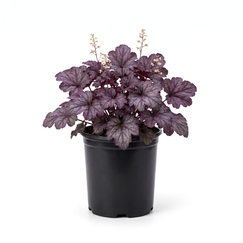 Heuchera Grape Expectations' image