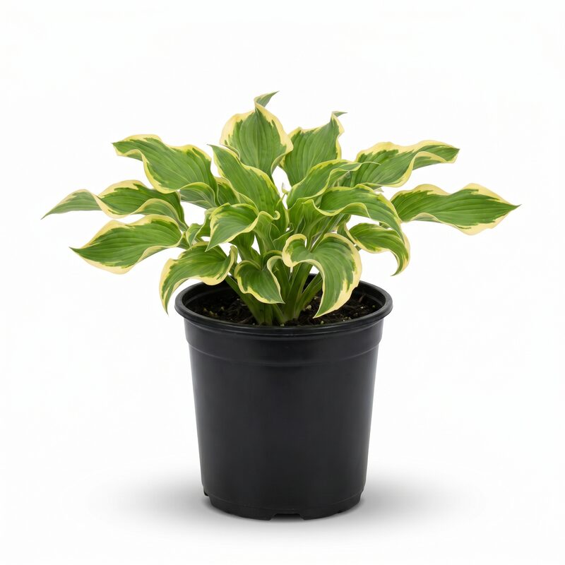 Hosta Shadowland Wheee! image