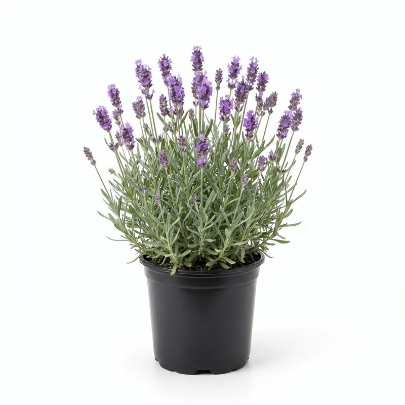 Lavandula Collection image