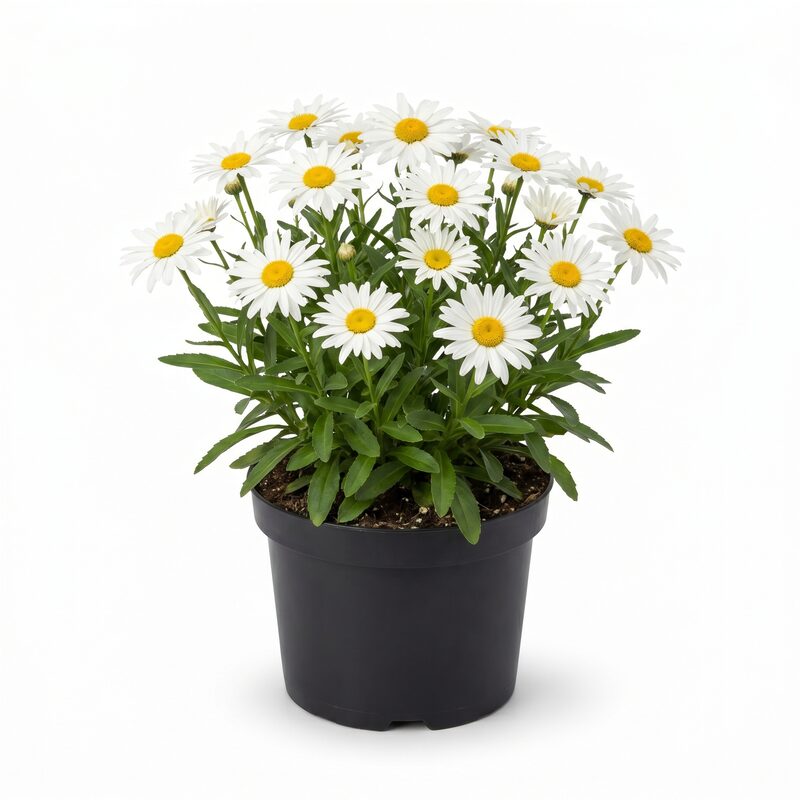Leucanthemum Whisker White image