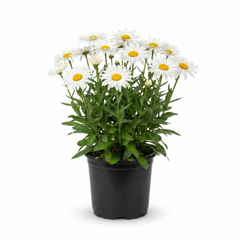 Leucanthemum Collection image
