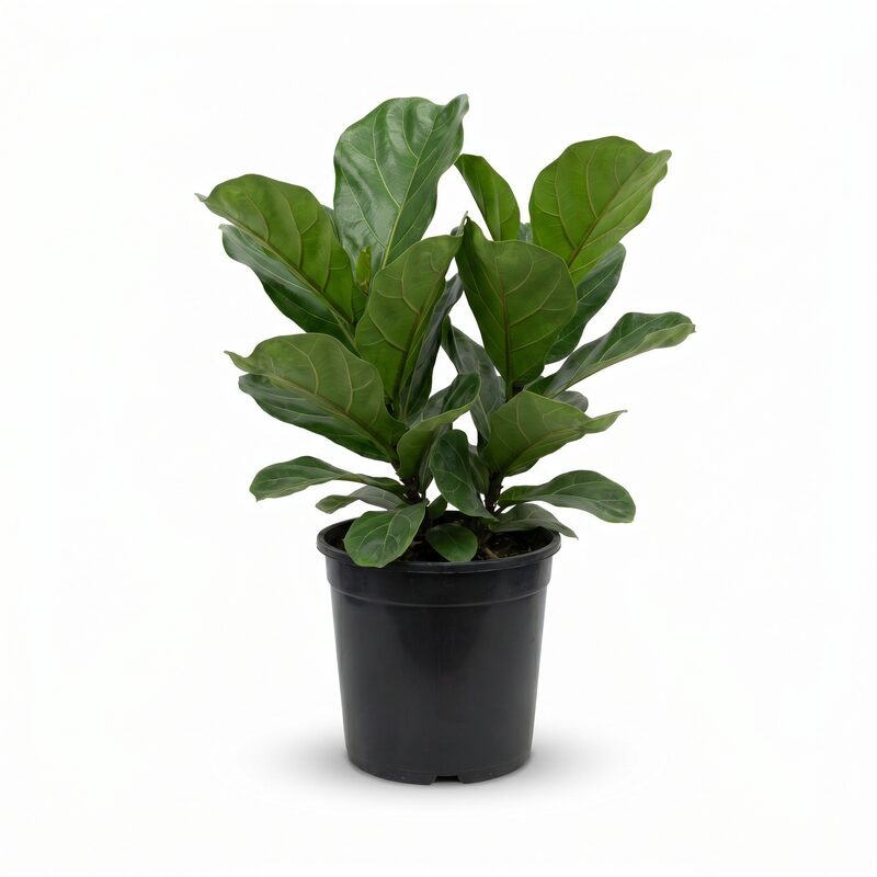 Ficus Fignoninal image