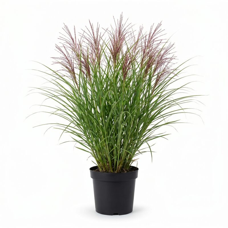 Miscanthus Oktoberfest image
