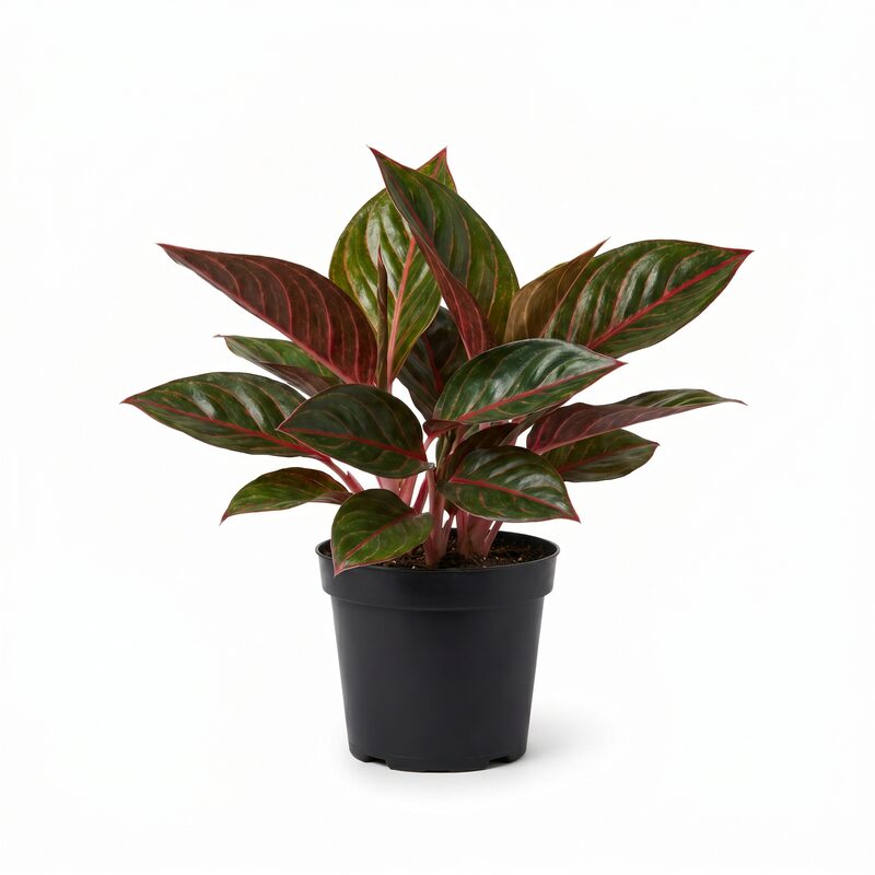 Aglaonema Red Wishes image